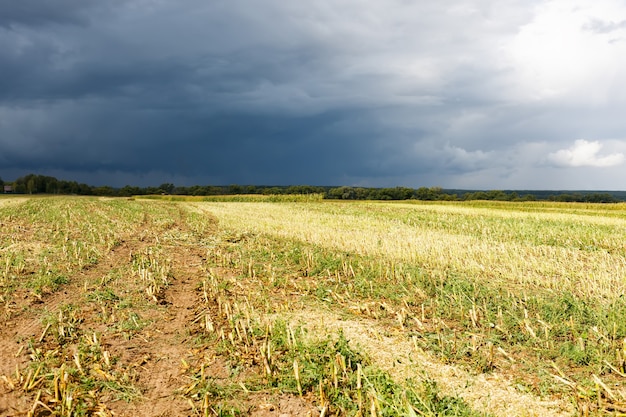 Colhendo milho em campo agrícola antes da chuva