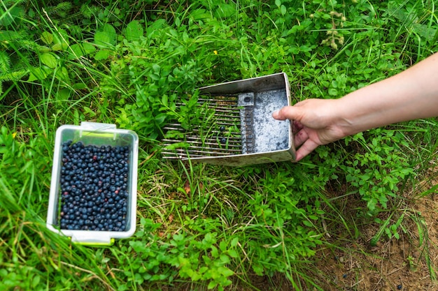 Colhendo mirtilos na grama da floresta Close da mão de uma mulher colhendo frutas