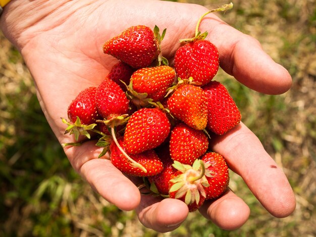 Colhendo rassberies em uma fazenda de frutas vermelhas no Colorado.