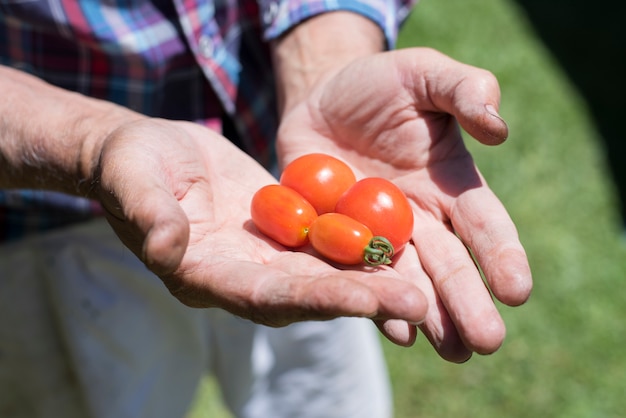 Colhendo tomates no jardim