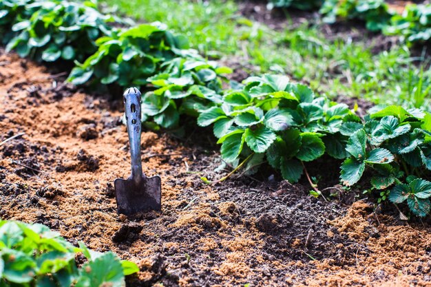 Colher de ferramenta de jardim do agricultor Conceito de jardinagem Trabalho agrícola na plantação