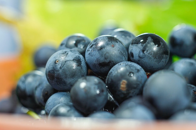 colher uvas frescas de isabella azul