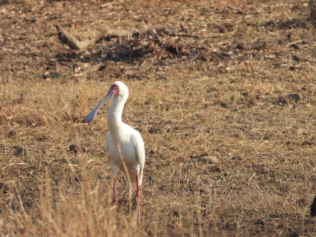 Colhereiro africano