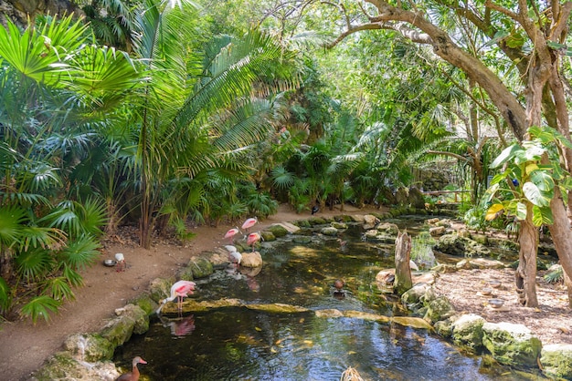 Colhereiros rosados Platalea ajaja em pé na água Playa del Carmen Riviera Maya Yu atan México