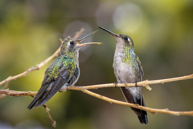 Colibrí de abeja joven en la rama de un árbol en un bosque soleado, esperando a que la madre se alimente