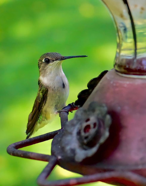 Foto colibrí en el alimentador