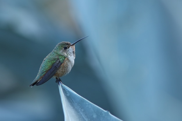 Foto ¡el colibrí de anna!