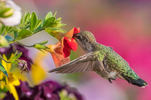 Foto el colibrí de annas