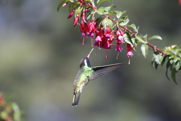 colibri beija-flor