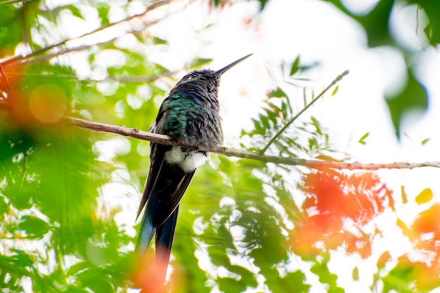 Foto colibri belos detalhes de um belo colibri empoleirado em um ramo luz natural foco seletivo