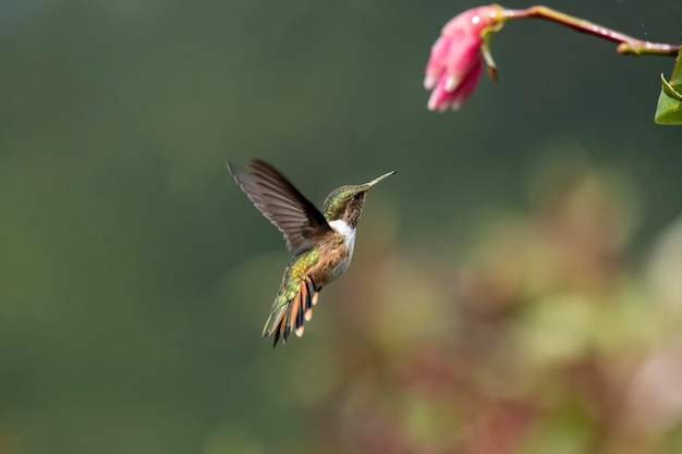 El colibrí brillante es un colibrí nativo de Costa Rica y Panamá