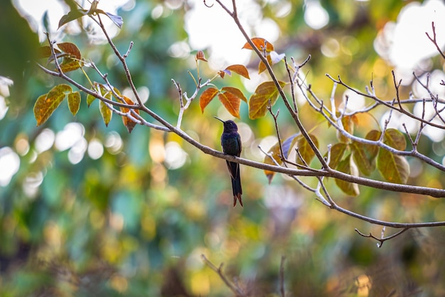 Colibrí de cola de golondrina