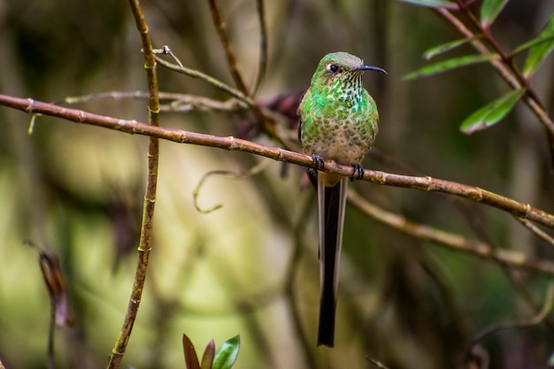 Foto colibrí de cola larga