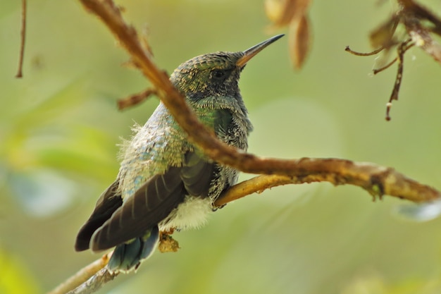 Colibri (Colibri coruscans) tomadas en estado salvaje posado en las ramas