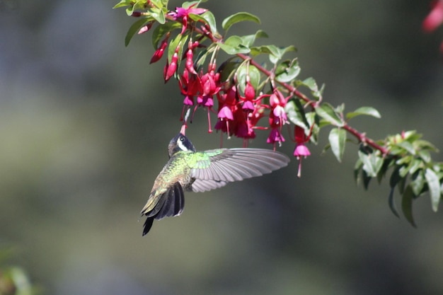 Foto colibrí colibrí
