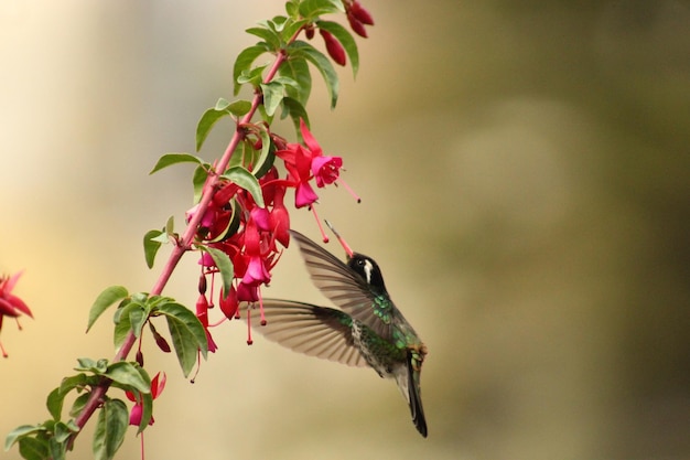 Foto colibrí colibrí