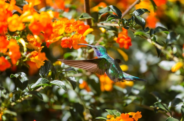 Colibrí colorido en Costa Rica, Centroamérica