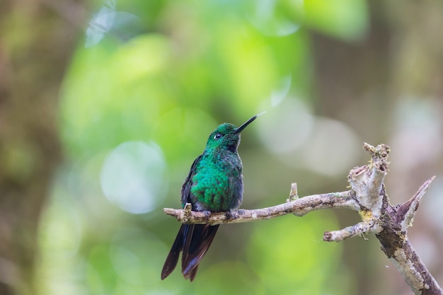 Colibrí colorido en Costa Rica, Centroamérica