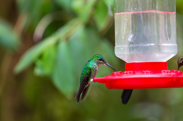 Colibrí colorido en Costa Rica, Centroamérica