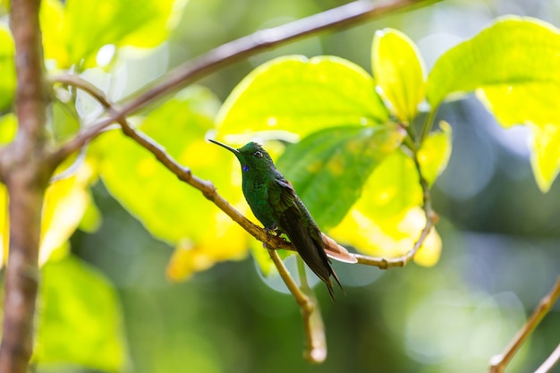 Colibrí colorido en Costa Rica, Centroamérica