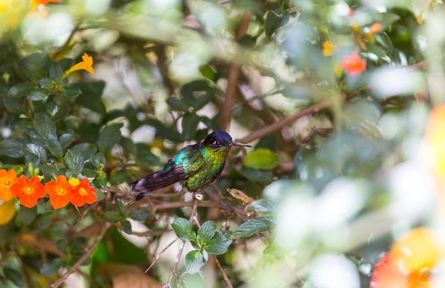 Colibrí colorido en Costa Rica, Centroamérica