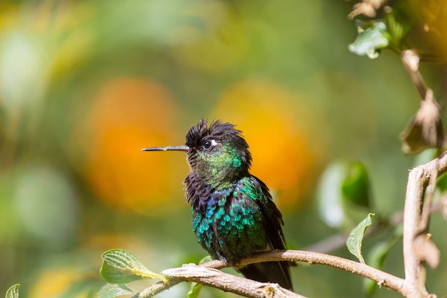 Colibrí colorido en Costa Rica, Centroamérica