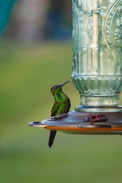 Un colibrí en un comedero