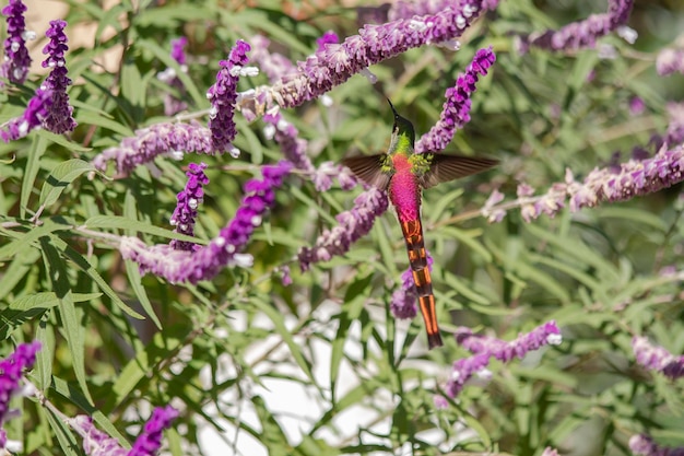 Colibrí comiendo una flor de Salvia leucantha