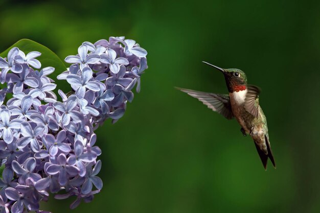 Foto colibri de garganta de rubí e flor de lila
