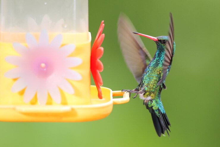 Foto colibri em um alimentador artificial