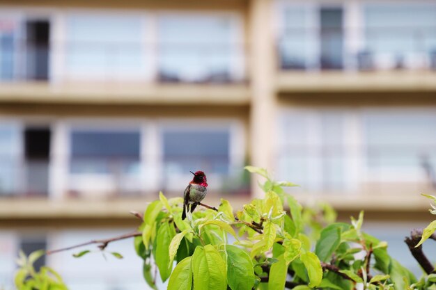 Foto colibri em uma planta