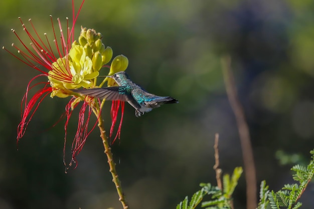 El colibrí y la flor.