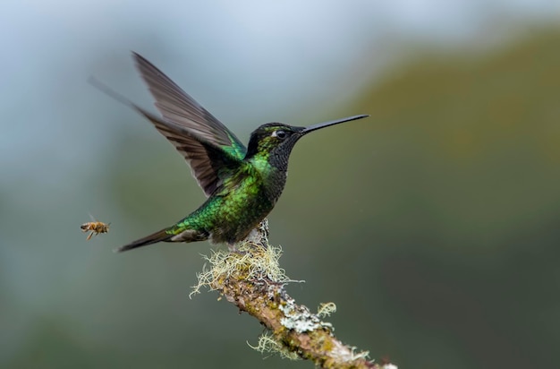 Foto el colibrí de garganta de fuego es una especie de colibrí en la tribu de joyas de montaña lampornithini en la subfamilia trochilinae se encuentra en costa rica y panamá