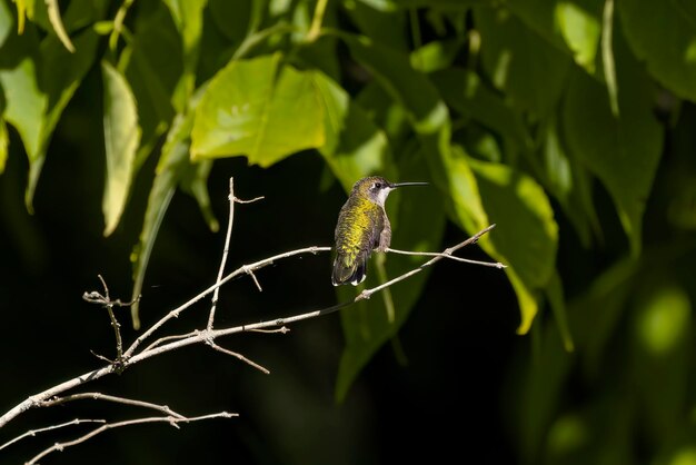 Foto colibrí garganta rubí archilochus colubris