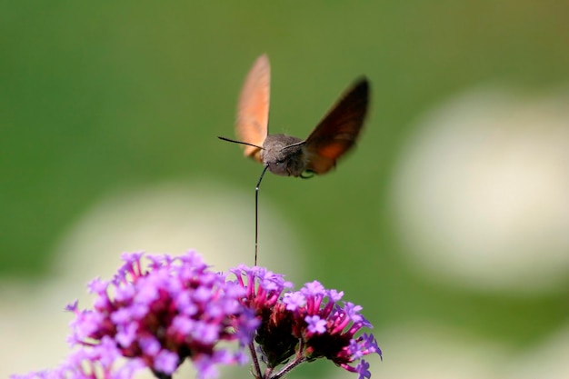 Colibrí Halcón Polilla Macroglossum stellatarum