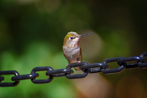 Colibrí hembra encaramado en una cadena enlazada negra