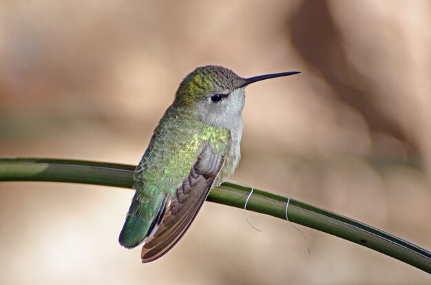 Colibrí hembra iridiscente posado en una rama