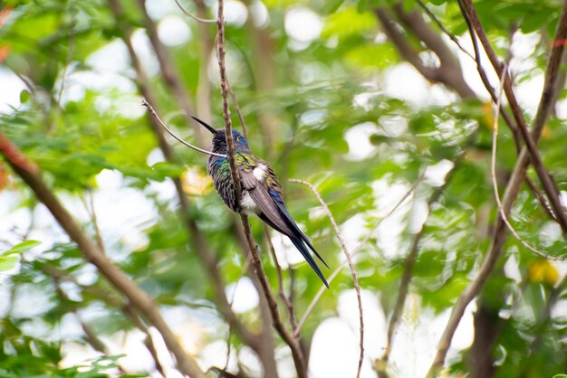 Foto colibri hermosos detalles de un hermoso colibri posado en una rama luz natural enfoque selectivo