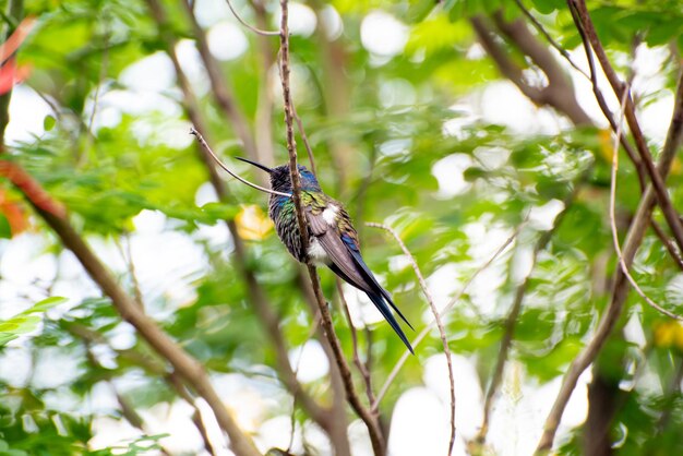 Colibri hermosos detalles de un hermoso colibri posado en una rama luz natural enfoque selectivo