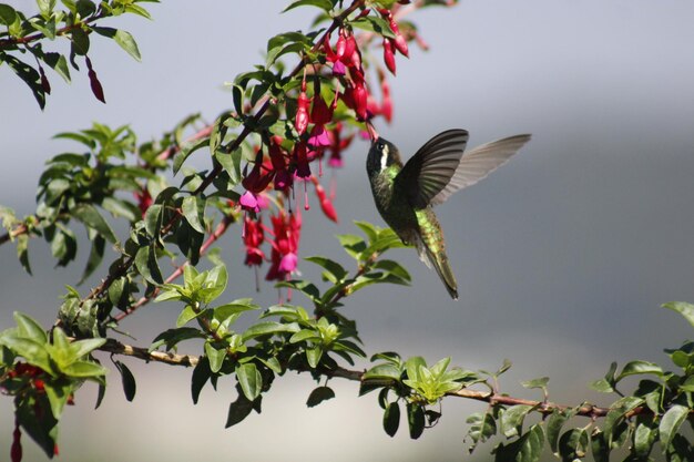 Foto colibri-kolibri