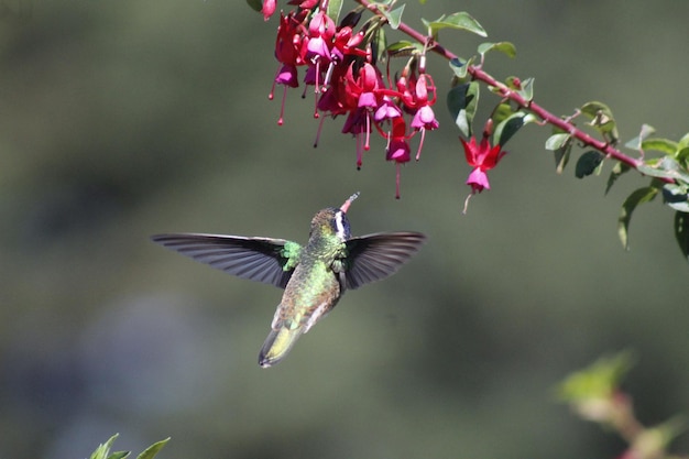 Foto colibri-kolibri