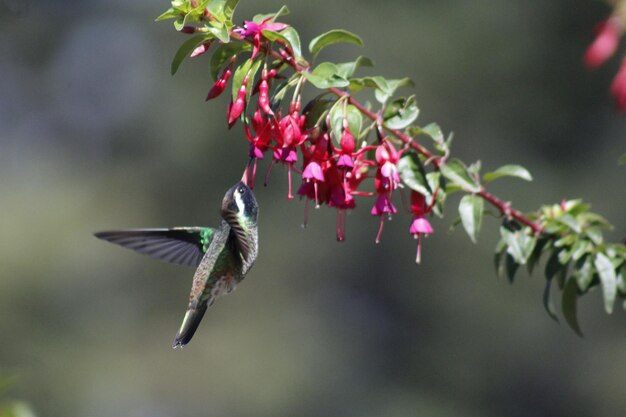 Foto colibri-kolibri