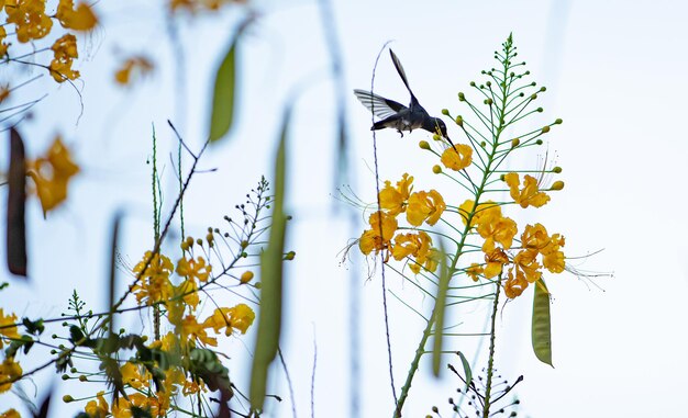 Colibrí pequeño colibrí buscando su comida en hermosas flores amarillas enfoque selectivo