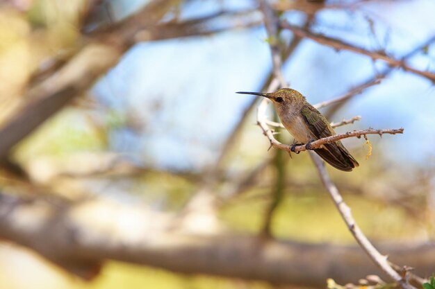 Colibrí posado en la rama de un árbol