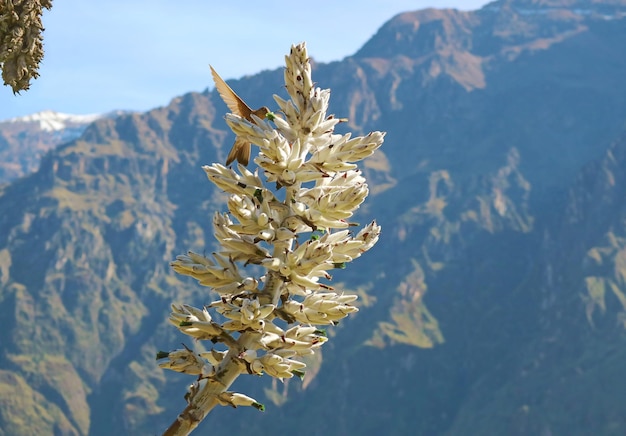 Colibrí recogiendo néctar de flor Puya Weberbaueri en el Cañón del Colca de la región de Arequipa Perú