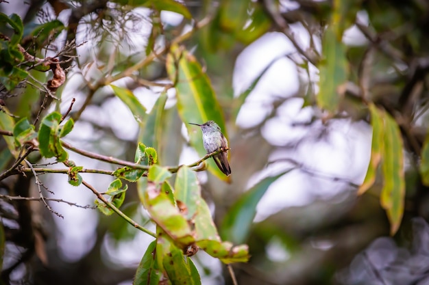 Colibrí sombrío (Aphantochroa cirrochloris) AKA Beija-Flor Cinza de pie en un árbol en Brasil