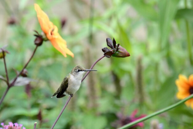 Colibrí en un tallo