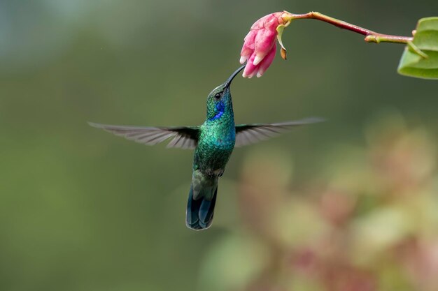 Colibri verde violeta Colibri thalassinus pássaro voando ao lado de belas flores laranja e amarela em habitat natural pássaro da floresta tropical de montanha Savegre Costa Rica