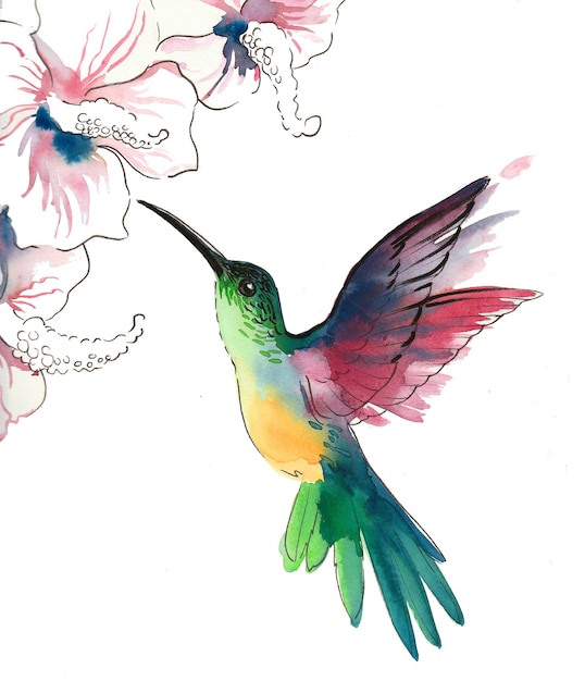 Colibrí volador y flores. Dibujo a tinta y acuarela