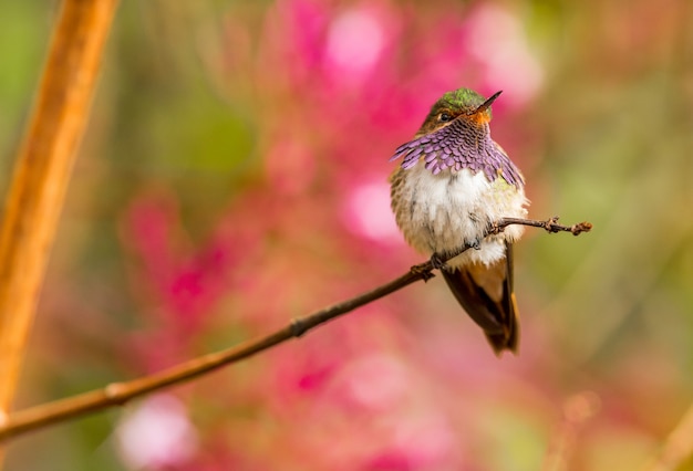 Foto colibrí volcánico